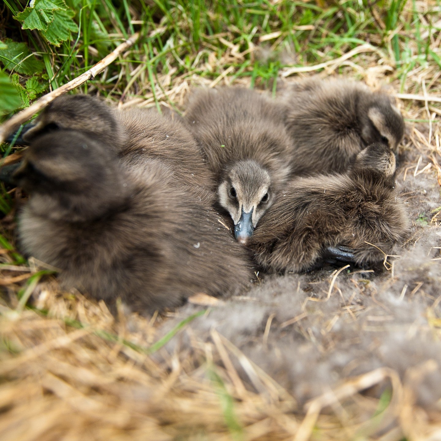 アイダーダックに会いに